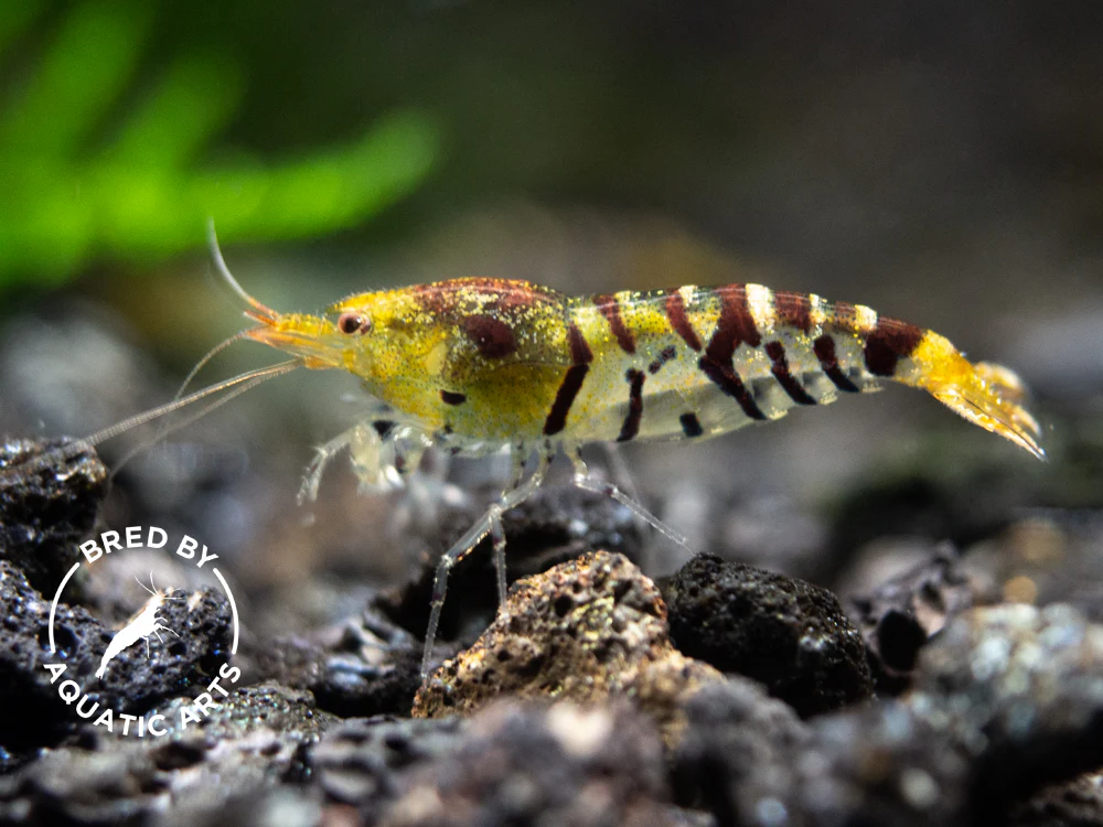 Bred By Aquatic Arts Planted Caridina Shrimp Combo Box (Caridina spp.) - Nestor' Aquariums & Pets