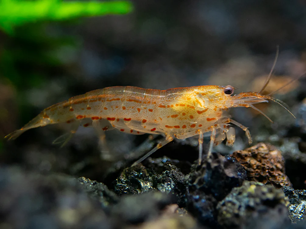 Sun Orange Amano Shrimp (Caridina multidentata 