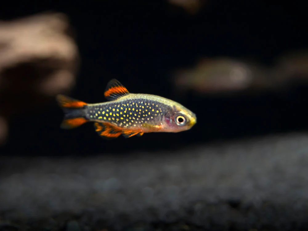 Celestial Pearl Danio AKA Galaxy Rasbora (Celestichthys margaritatus) - Nestor' Aquariums & Pets