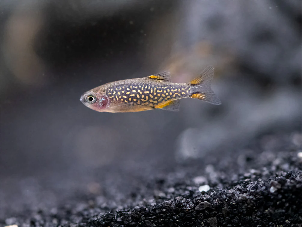 Celestial Pearl Danio AKA Galaxy Rasbora (Celestichthys margaritatus) - Nestor' Aquariums & Pets