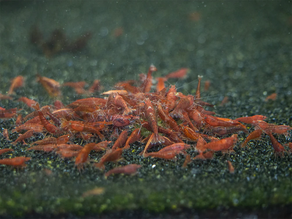 Shrimp Envy - Growth Envy Protein Shrimp Food - Nestor' Aquariums & Pets