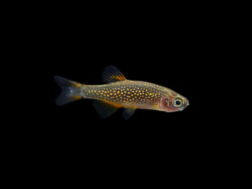 Celestial Pearl Danio AKA Galaxy Rasbora (Celestichthys margaritatus) - Nestor' Aquariums & Pets