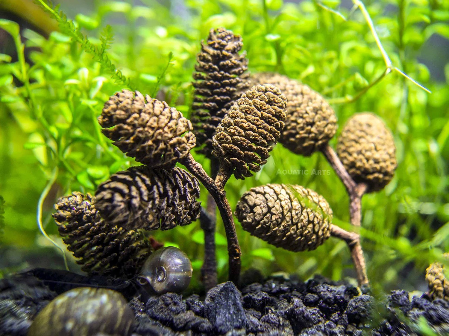 Aquatic Arts Botanical Combo Pack - Nestor' Aquariums & Pets