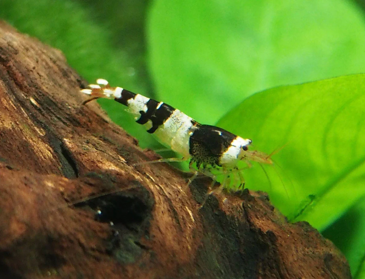 Crystal Black Shrimp (Caridina cantonensis, A-S Grade), Tank-Bred - Nestor' Aquariums & Pets