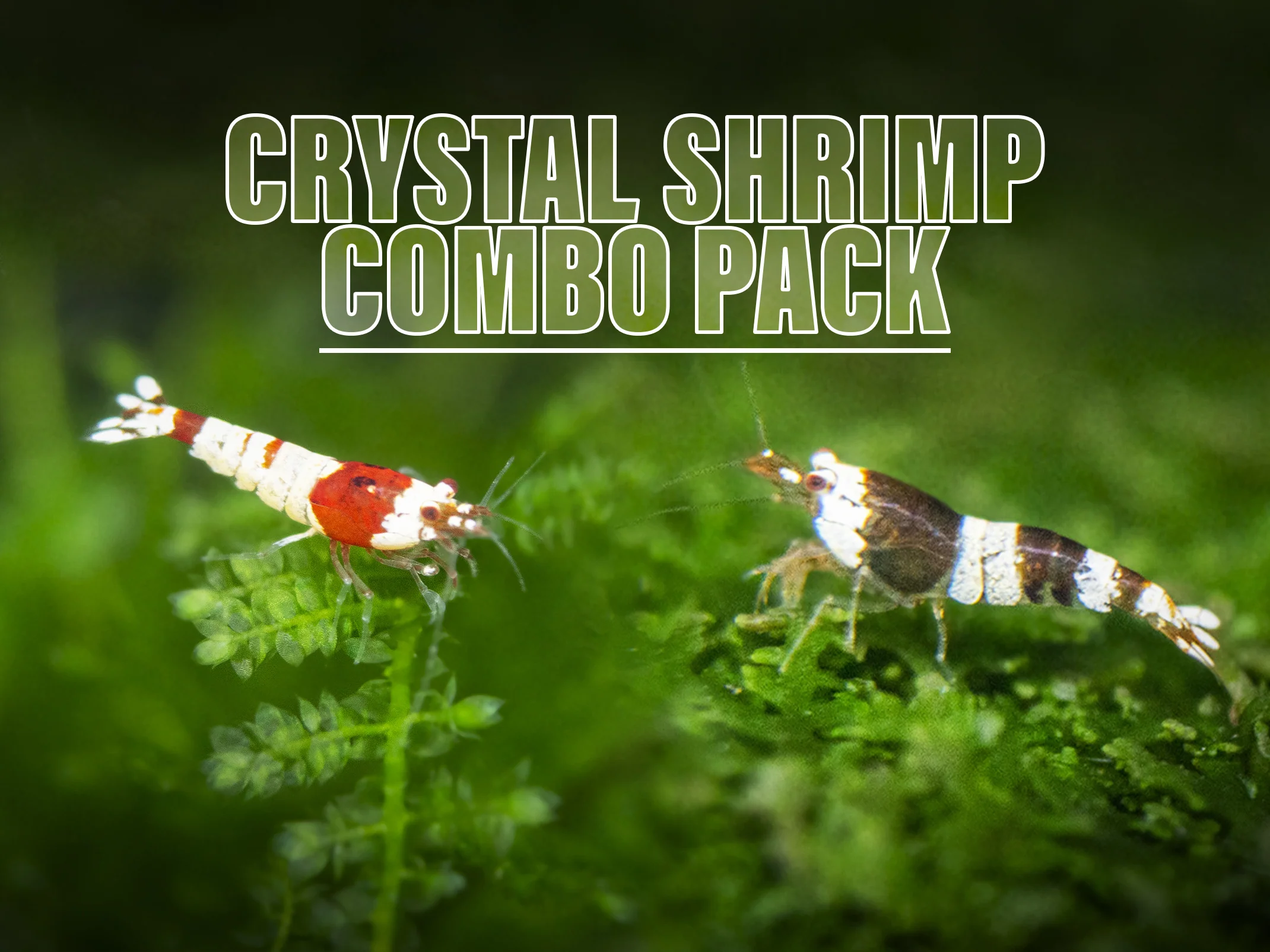 Crystal Red and Black Shrimp Combo Box - Nestor' Aquariums & Pets