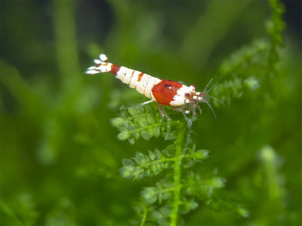 Crystal Red Shrimp Combo Box - Nestor' Aquariums & Pets