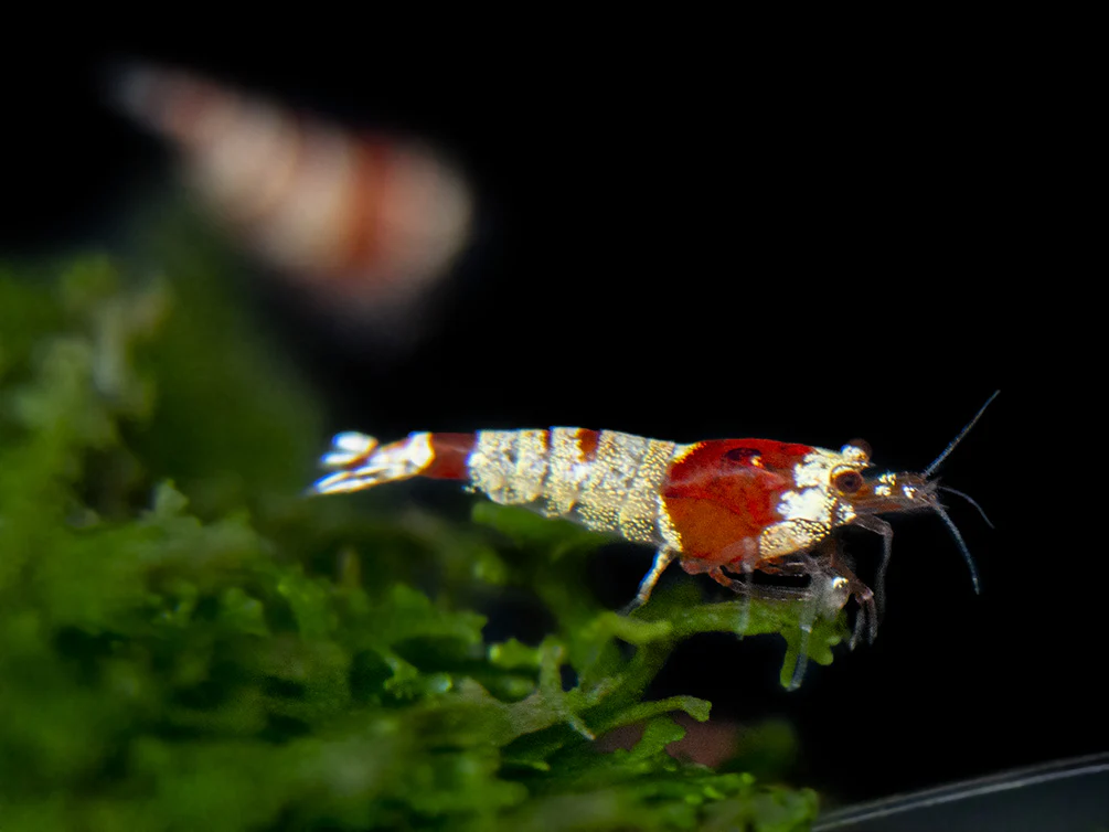 Crystal Red Shrimp Combo Box - Nestor' Aquariums & Pets