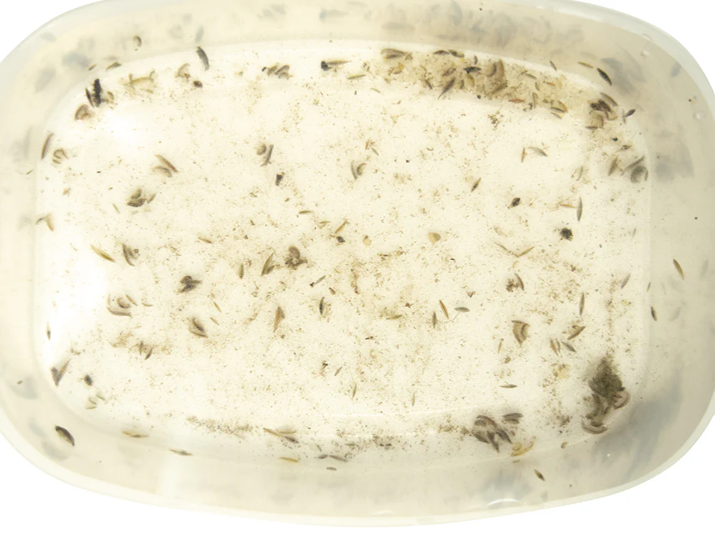 Live Daphnia and Scud Cultures Combo Pack - Aquatic Arts - Nestor' Aquariums & Pets
