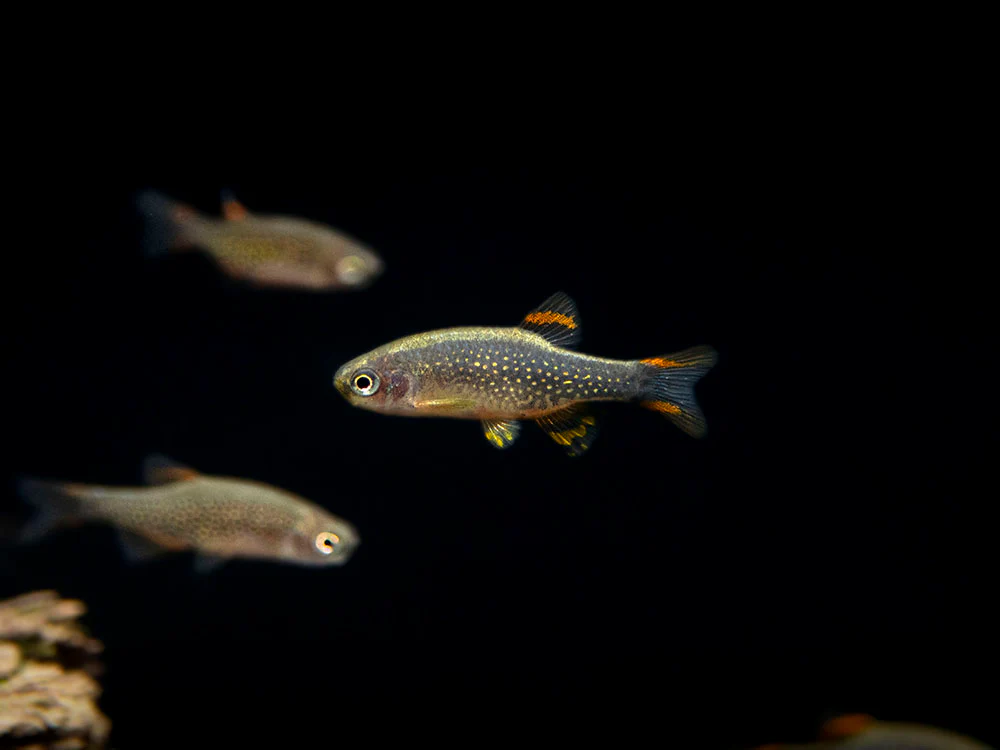 Celestial Pearl Danio AKA Galaxy Rasbora (Celestichthys margaritatus) - Nestor' Aquariums & Pets