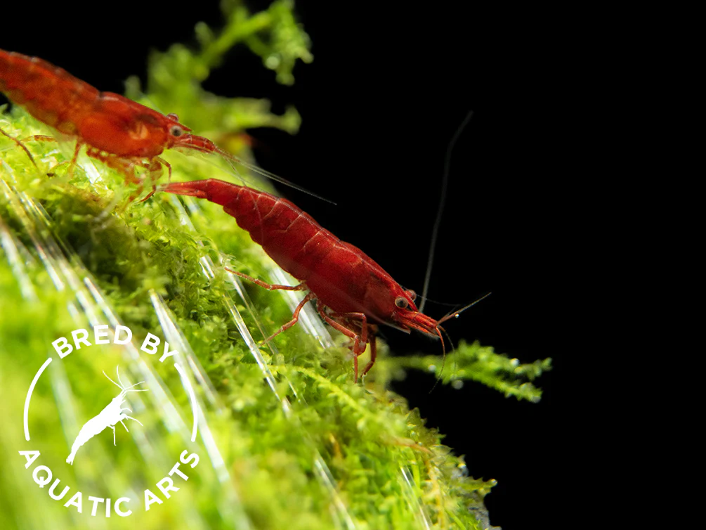 Bloody Mary Shrimp (Neocaridina davidi), BREDBY: Aquatic Arts - Nestor' Aquariums & Pets