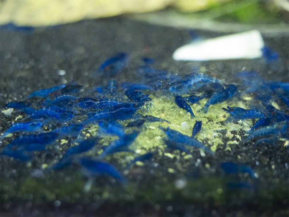 Shrimp Envy - Sample Pack - Nestor' Aquariums & Pets