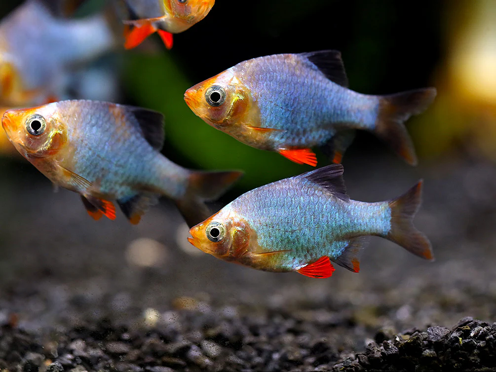 Platinum Green Tiger Barb (Puntigrus tetrazona) – Tank Bred