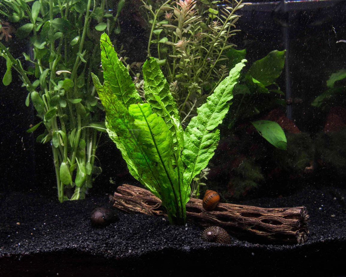 EASY Aquarium Plant Package (30-55 Gallon) - Java Moss, Marimo Moss Balls, Moneywort, Anubias sp., and Java Fern - Nestor' Aquariums & Pets