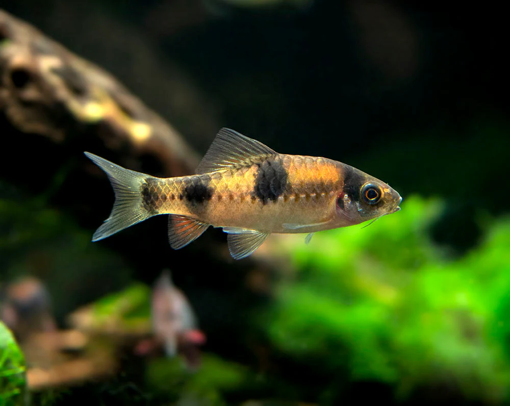 Red Panda AKA Melon Barb (Haludaria fasciata) - Nestor' Aquariums & Pets
