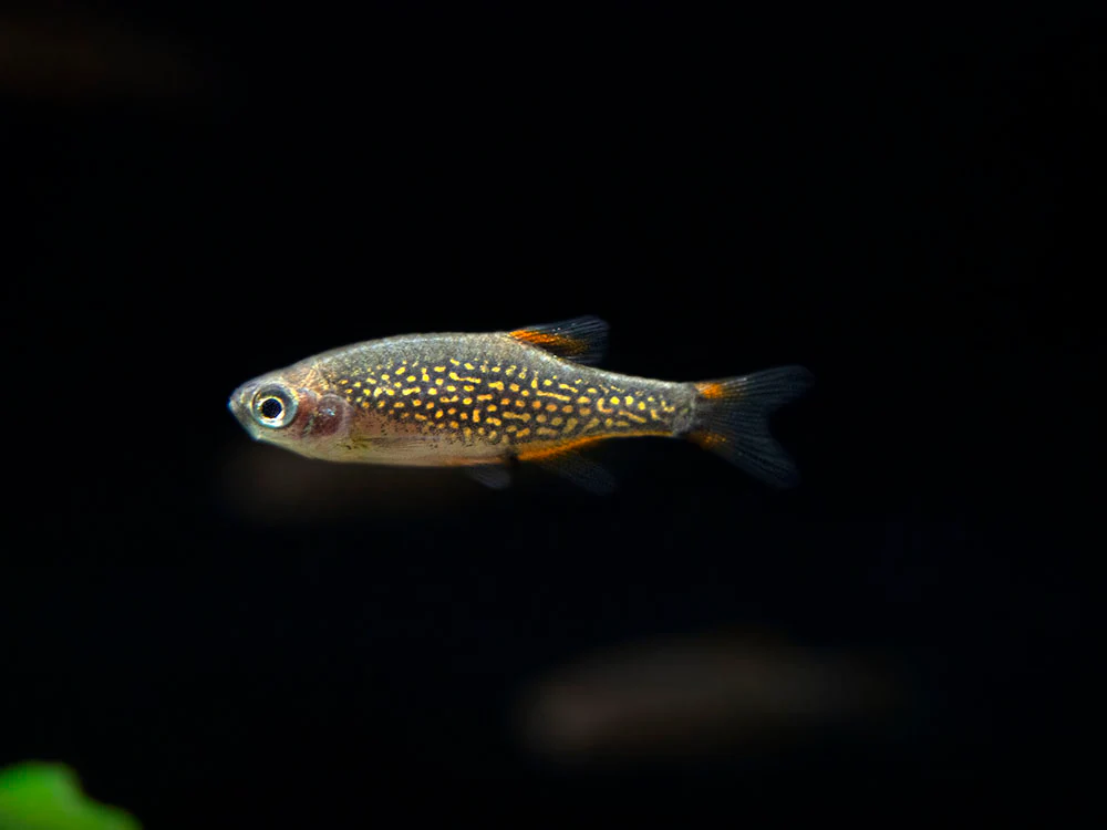 Celestial Pearl Danio AKA Galaxy Rasbora (Celestichthys margaritatus) - Nestor' Aquariums & Pets