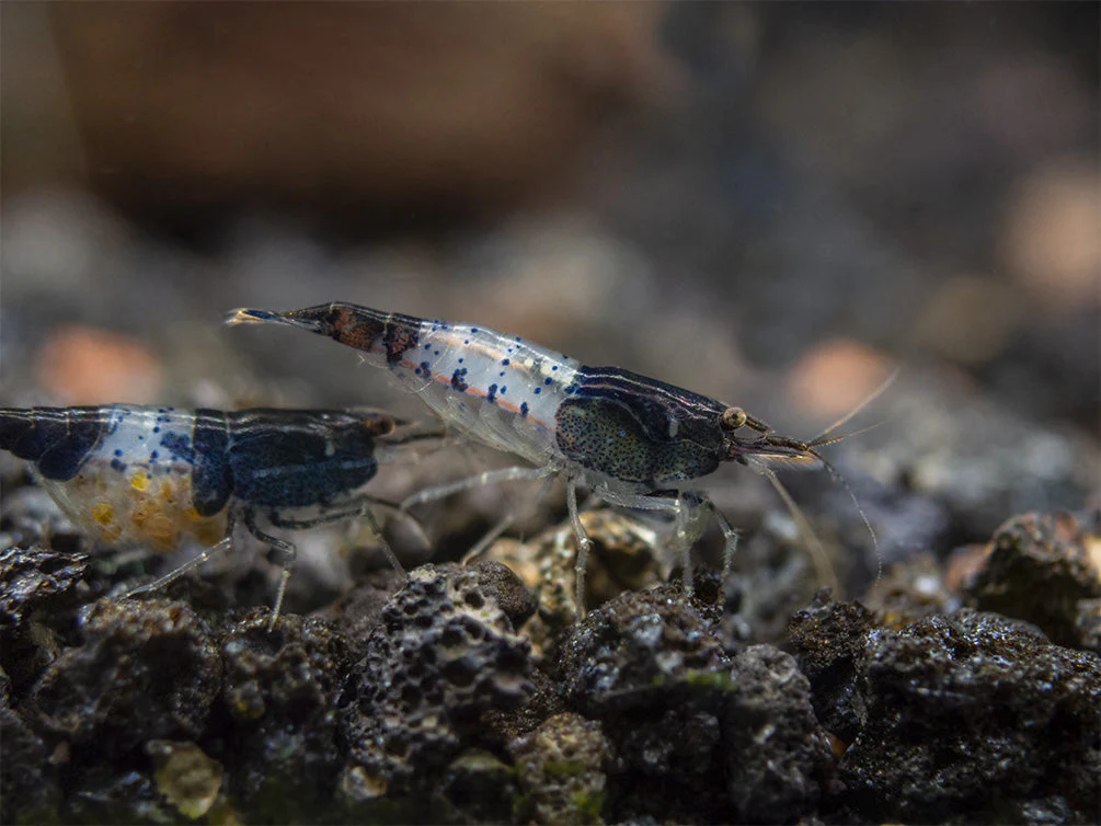 Carbon Rili Shrimp (Neocaridina davidi), Tank-Bred - Nestor' Aquariums & Pets