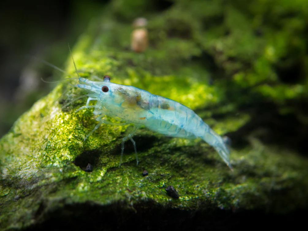 Sky Blue Velvet Shrimp (Neocaridina davidi), Tank-Bred! - Nestor' Aquariums & Pets