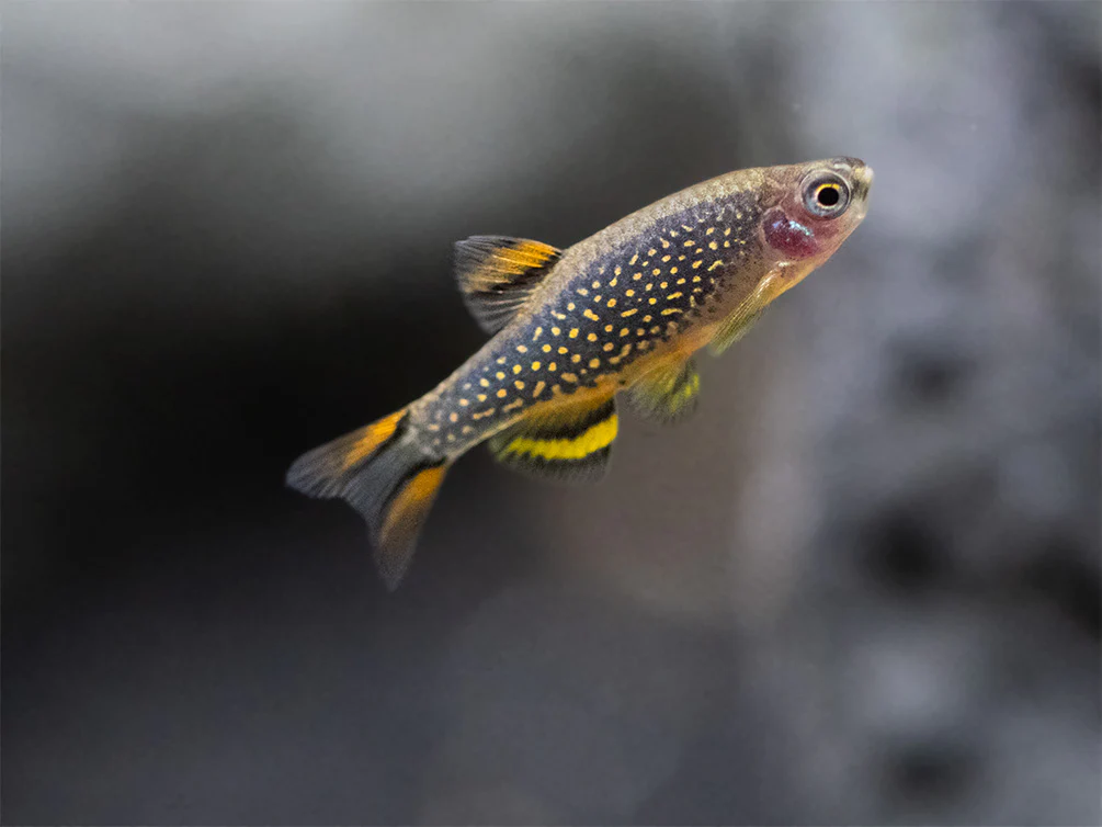 Celestial Pearl Danio AKA Galaxy Rasbora (Celestichthys margaritatus) - Nestor' Aquariums & Pets