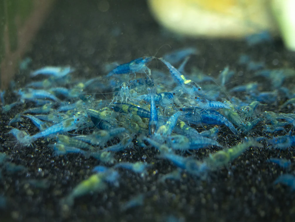 Shrimp Envy - Sample Pack - Nestor' Aquariums & Pets