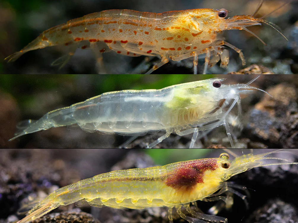 Amano Shrimp Combo Box - Nestor' Aquariums & Pets