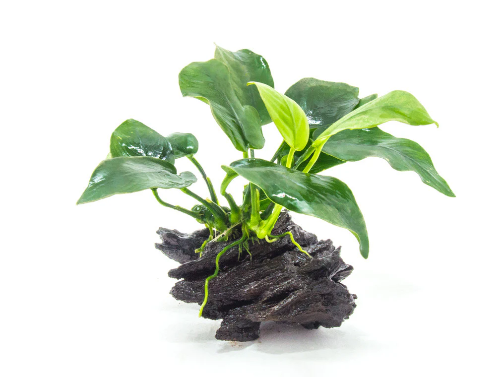 Anubias sp. on Driftwood