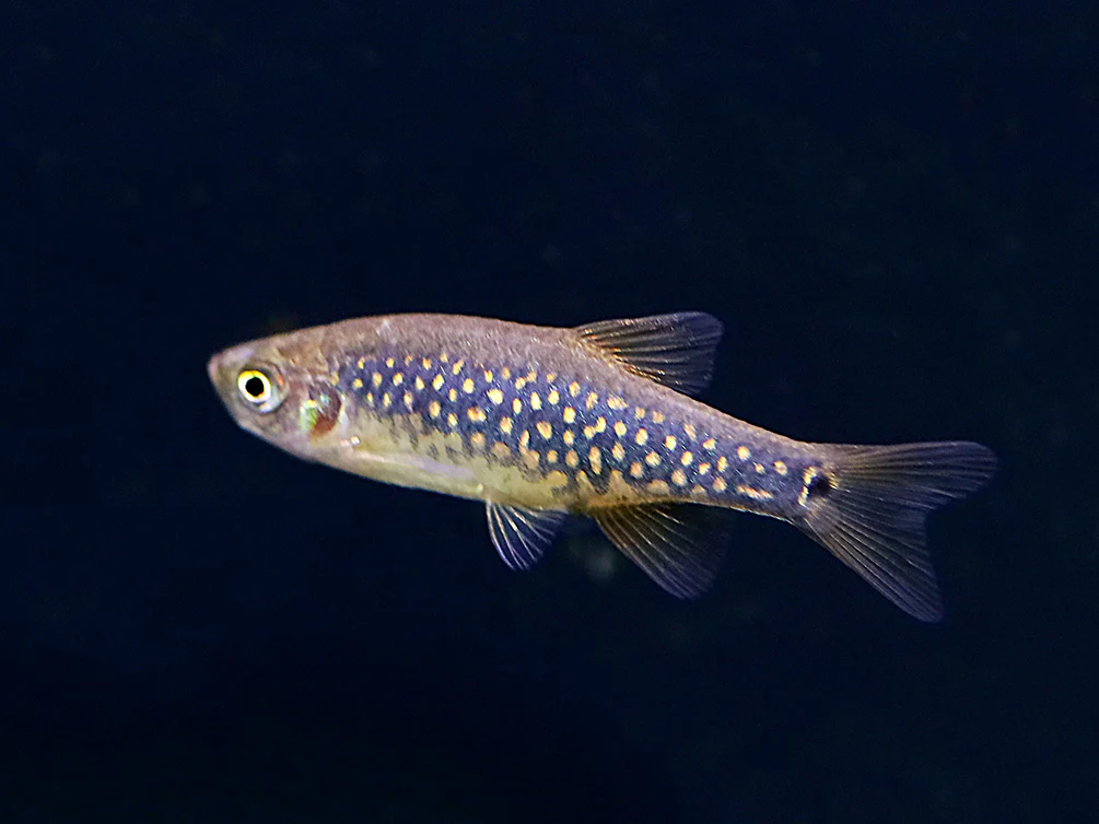 Celestial-Emerald Danio Hybrid AKA Hybrid Galaxy Microrasbora (Danio margaritatus x Danio erythromicron) – Tank Bred - Nestor' Aquariums & Pets