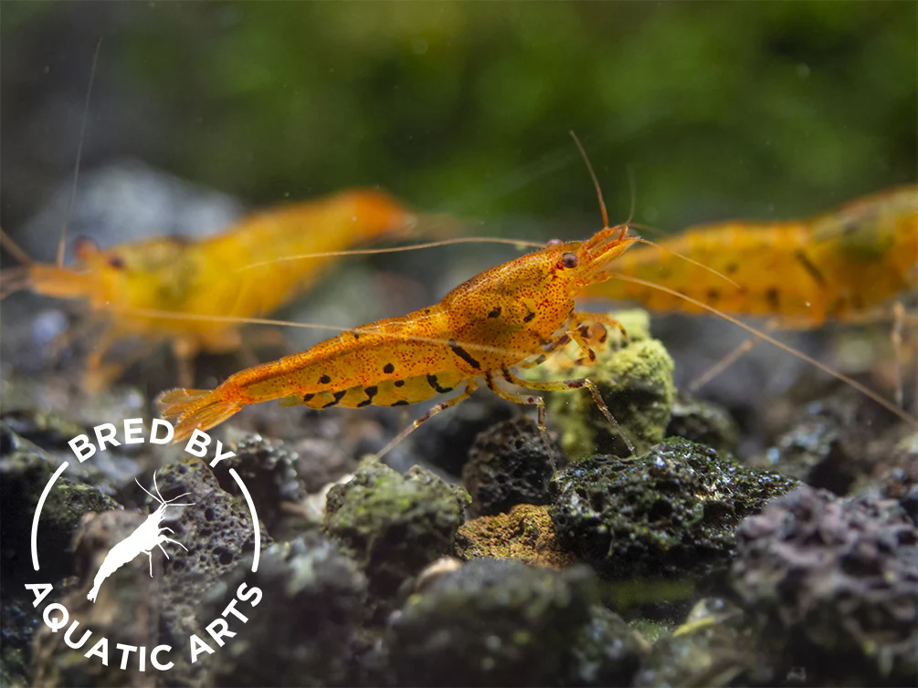 Bred By Aquatic Arts Caridina Combo Box (Caridina spp.) - Nestor' Aquariums & Pets
