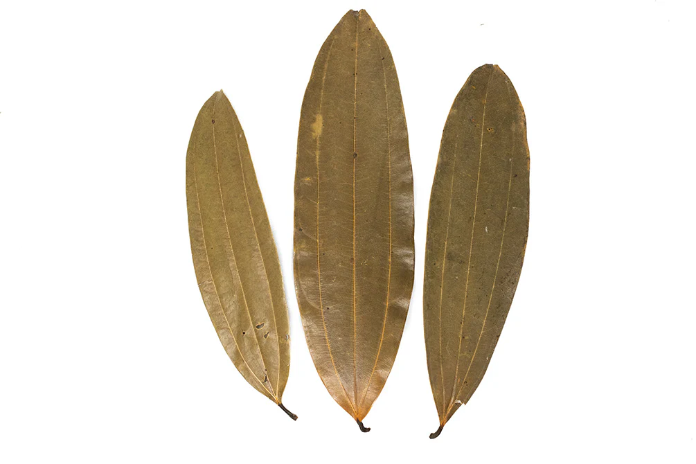 Cinnamon Leaves - Nestor' Aquariums & Pets