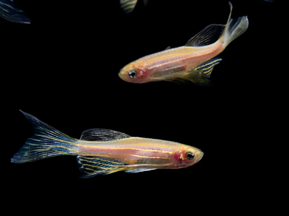 Danios / Minnows / Shiners