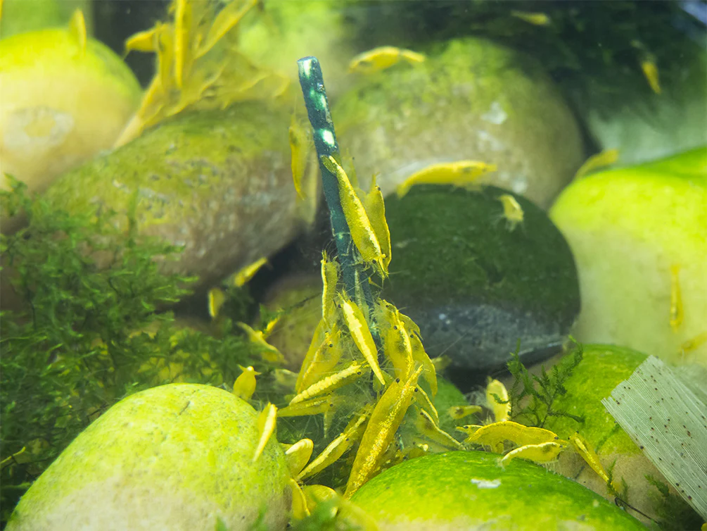 Shrimp Envy - Lil Stix 10 Pack - Nestor' Aquariums & Pets