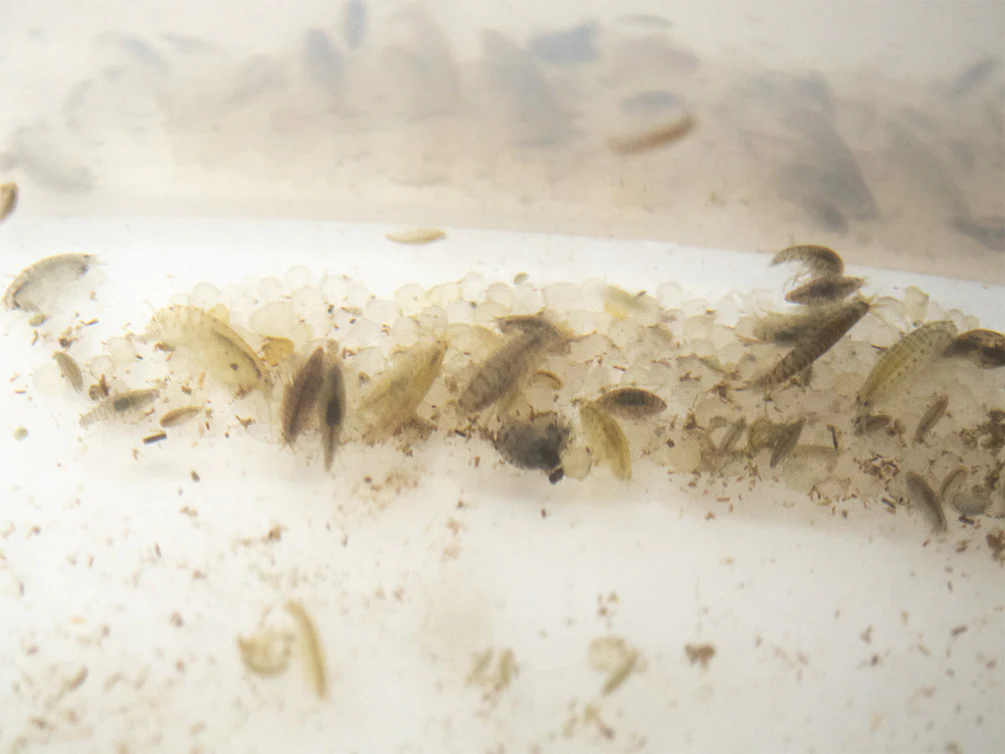 Live Daphnia and Scud Cultures Combo Pack - Aquatic Arts - Nestor' Aquariums & Pets
