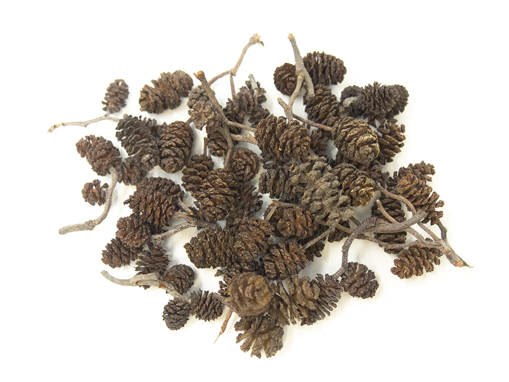 Alder Cones (1/2 - 1 inch) - Nestor' Aquariums & Pets