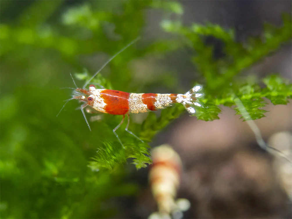 Crystal Red Shrimp (Caridina cantonensis, A-S Grade), Tank-Bred - Nestor' Aquariums & Pets