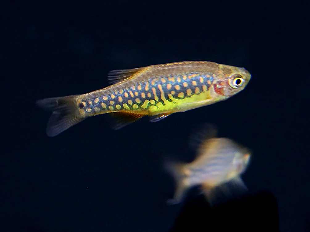 Celestial-Emerald Danio Hybrid AKA Hybrid Galaxy Microrasbora (Danio margaritatus x Danio erythromicron) – Tank Bred - Nestor' Aquariums & Pets
