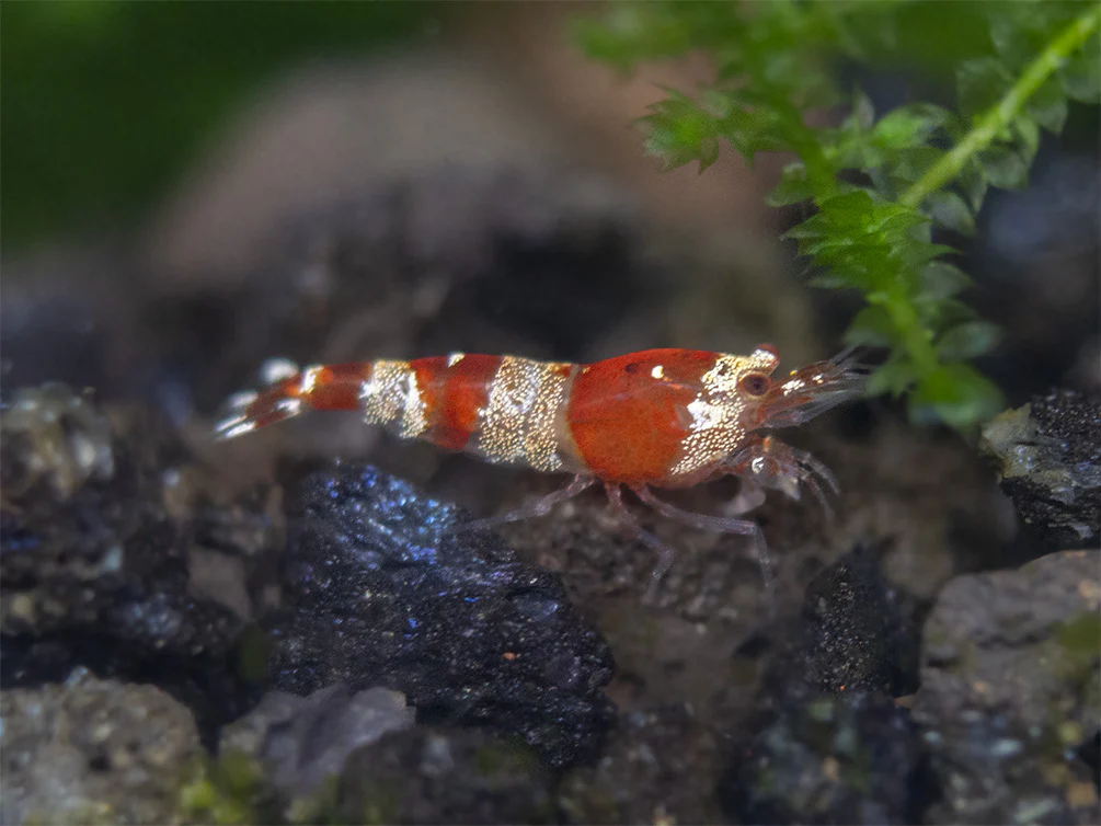 Crystal Red Shrimp Combo Box - Nestor' Aquariums & Pets