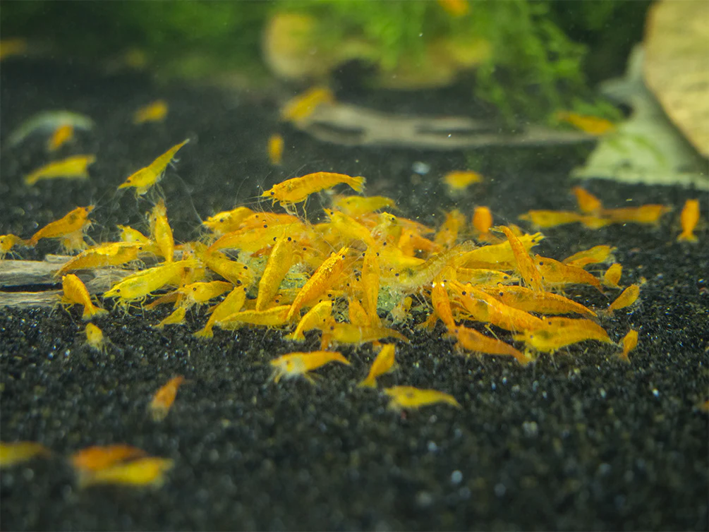 Shrimp Envy - Shell Envy Mineral Shrimp Food - Nestor' Aquariums & Pets