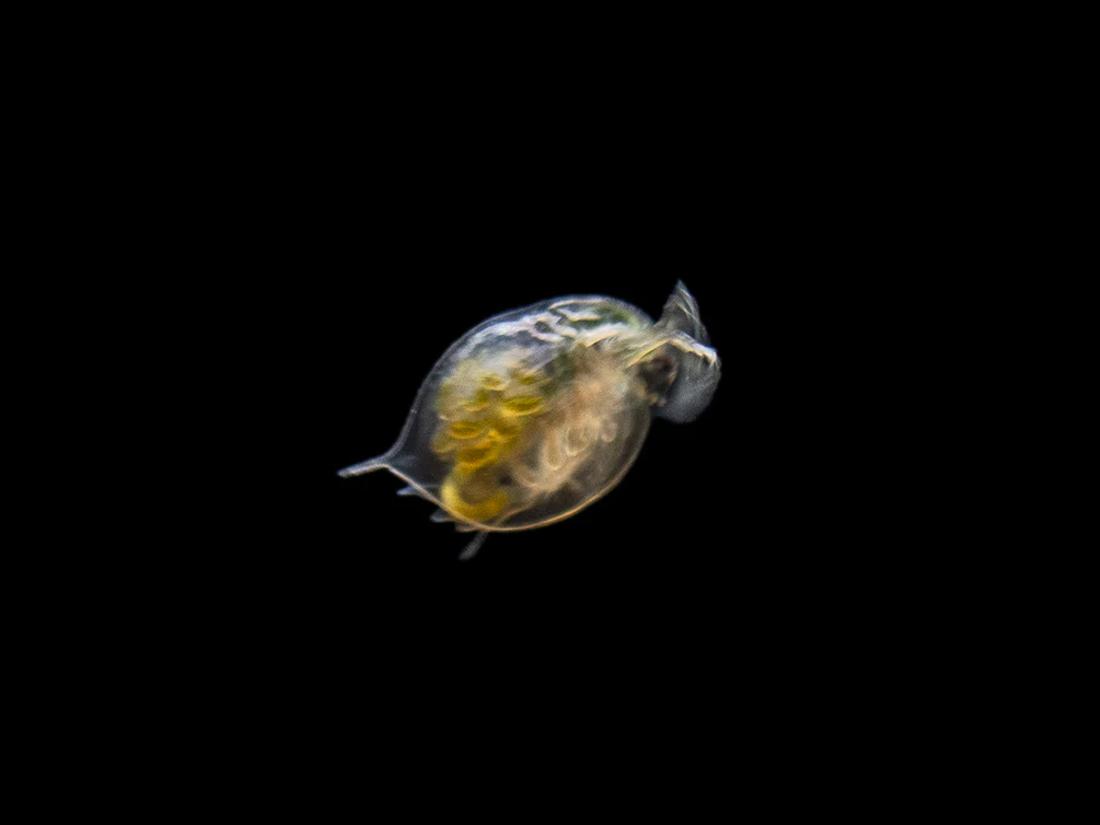 Live Daphnia AKA Water Flea (Daphnia magna) Culture - Aquatic Arts - Nestor' Aquariums & Pets