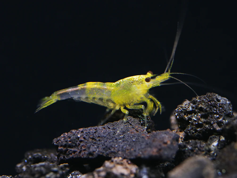 Bred By Aquatic Arts Neocaridina Shrimp Combo Box (Neocaridina davidi) - Nestor' Aquariums & Pets