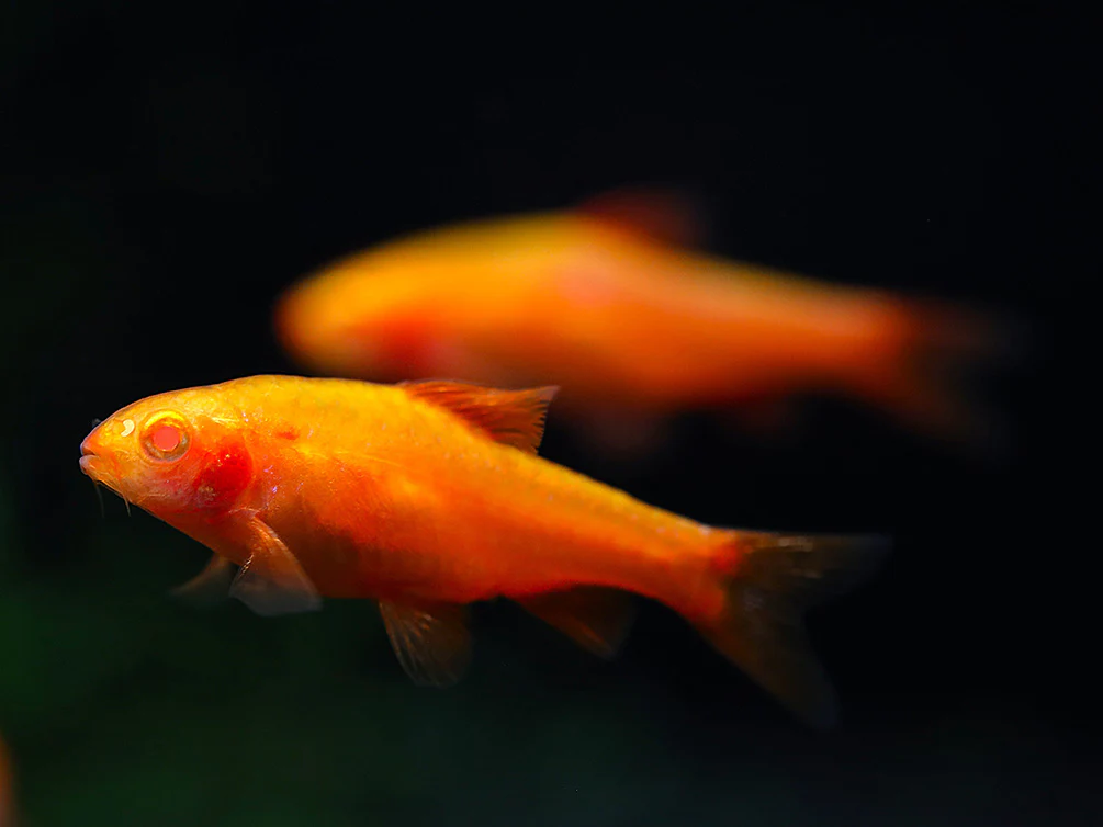 Albino Cherry Barb (Puntius titteya “Albino”) – Tank Bred