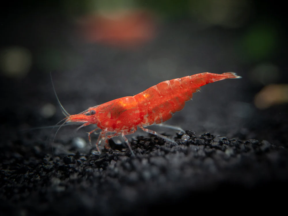 Sakura Red Cherry Shrimp (Neocaridina davidi), Tank-Bred - Nestor' Aquariums & Pets