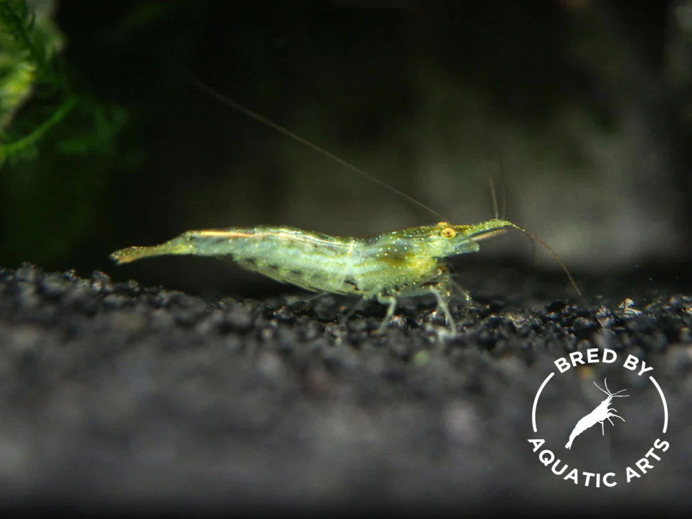 Bred By Aquatic Arts Caridina Combo Box (Caridina spp.) - Nestor' Aquariums & Pets