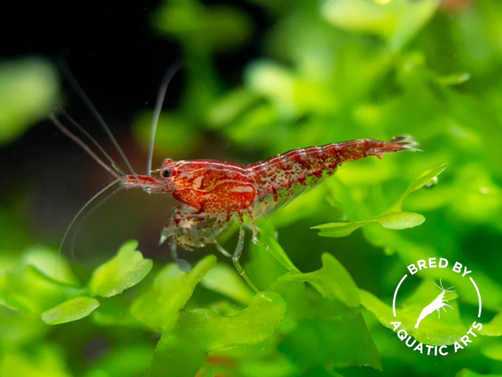 Bred By Aquatic Arts Neocaridina Shrimp Combo Box (Neocaridina davidi) - Nestor' Aquariums & Pets