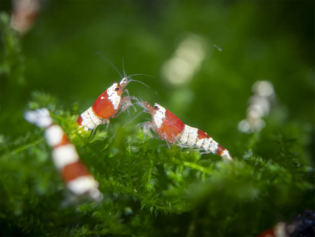 Crystal Shrimp Combo Pack, Tank-Bred - Nestor' Aquariums & Pets