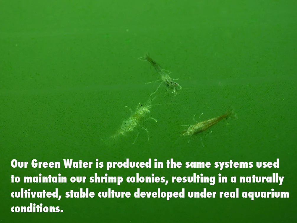 Green Water Phytoplankton – Live Freshwater Culture | Cultured by Aquatic Arts - Nestor' Aquariums & Pets