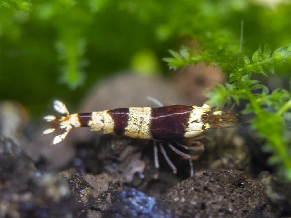 Crystal Black Shrimp (Caridina cantonensis, A-S Grade), Tank-Bred - Nestor' Aquariums & Pets