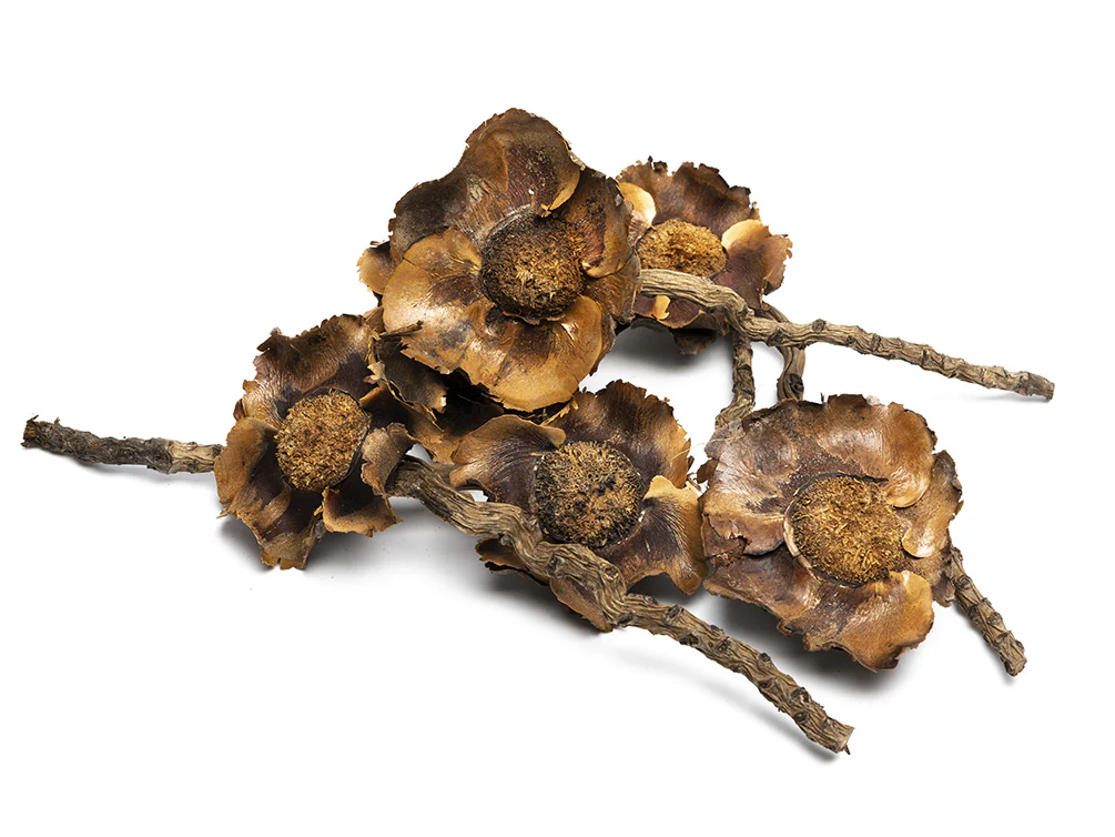 Coconut Petals - Nestor' Aquariums & Pets