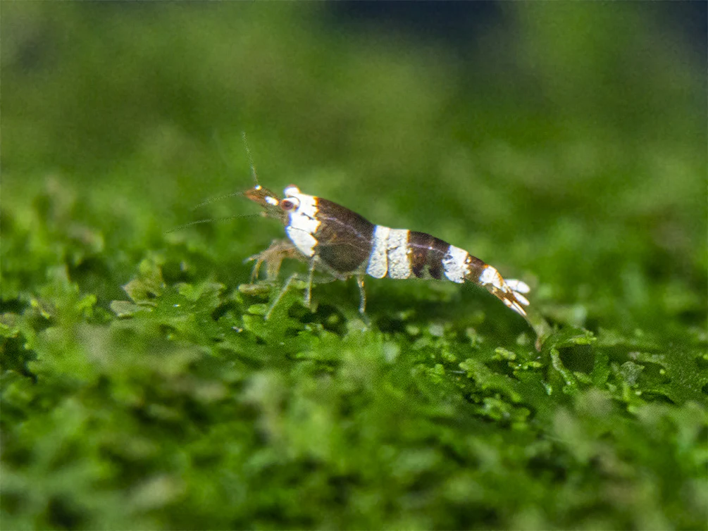 Crystal Black Shrimp (Caridina cantonensis, A-S Grade), Tank-Bred - Nestor' Aquariums & Pets