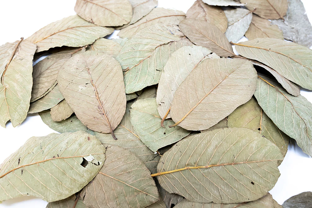 Aquatic Arts Guava Leaves - Nestor' Aquariums & Pets