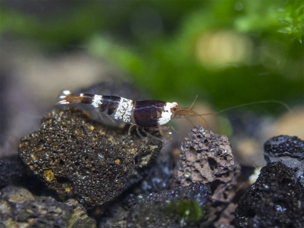 Crystal Black Shrimp (Caridina cantonensis, A-S Grade), Tank-Bred - Nestor' Aquariums & Pets