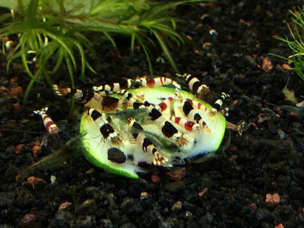 Crystal Shrimp Combo Pack, Tank-Bred - Nestor' Aquariums & Pets